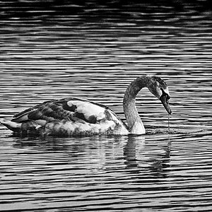 Jungschwan BW_2.jpg