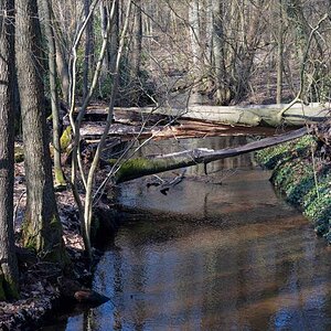 Baumbrücken.jpg