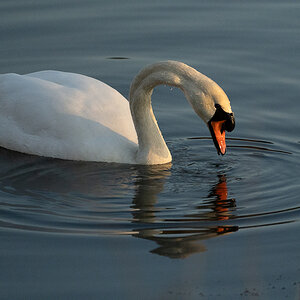 Schwan Ösewiese 7.3.25_1.JPG