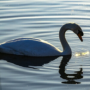 Schwan Ösewiese 7.3.25_2.JPG