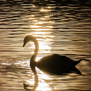 Schwan Ösewiese 7.3.25_3.JPG