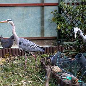 20250309-NZ7_2183.jpg