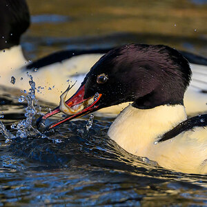 NZ9_9726_Gänsesägermännchen mitv Beute_IA_1_2025.jpg