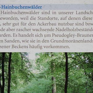 Droher Holz 2.jpg
