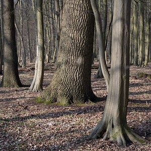 Droher Holz.jpg