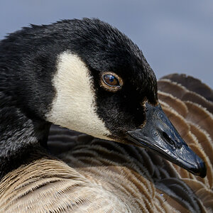 NZ9_7244_Kanadagans_Porträt_IA_4_2023.jpg