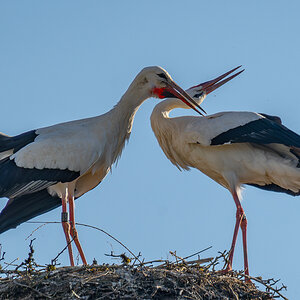 DSC_5839-Verbessert-RR.JPG