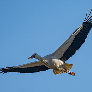 DSC_5854-Verbessert-RR.JPG