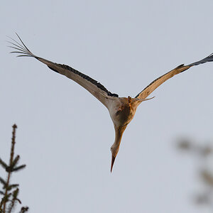 DSC_6854-Verbessert-RR.JPG
