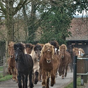 Anweiden Trappe (9).jpg