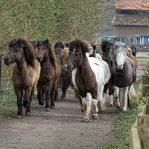 Anweiden Trappe (118).jpg
