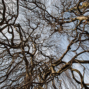 Baum.jpg