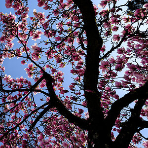 Magnolienbaum.jpg