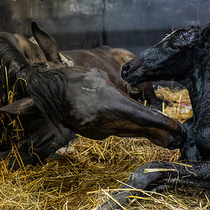 DSC_7303-Verbessert-RR.JPG