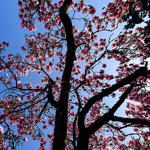 Magnolienbaum.jpg