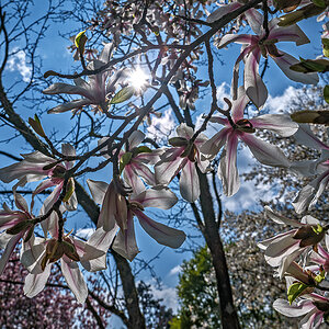 Magnolie_DSCF1976_12.jpg