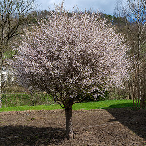 Kirschbaum.jpg
