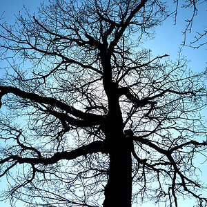 Baum.jpg