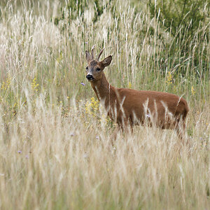 P7102138nikon.jpg
