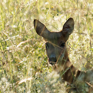 P7029011nikon.jpg