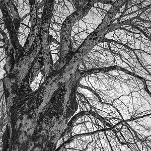 Baum.jpg