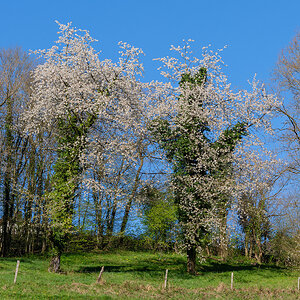 Frühling.jpg