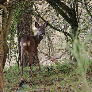 N4092967nikon.jpg
