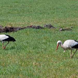 Storch 2.jpg