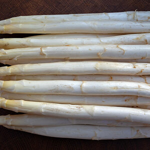 Spargel 1.jpg