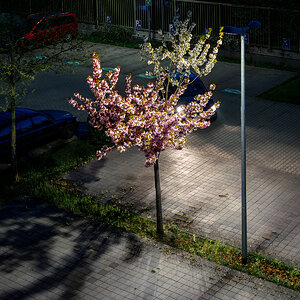 20250411-DSC_8527-Verbessert-RR.jpg