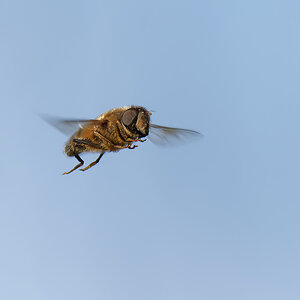 N4143492nikon.jpg