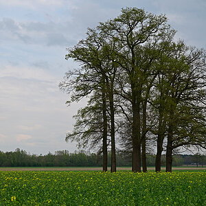 Z8A_0585t5l5s40p1.jpg