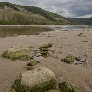 Rhein bei Osterspai