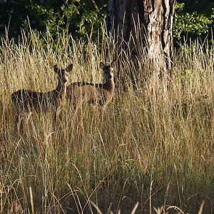 P7122320nikon.jpg