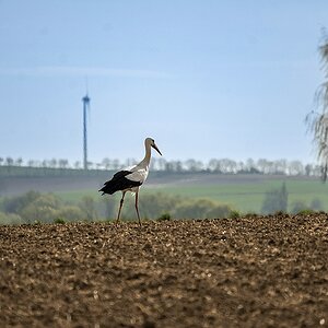 Storch