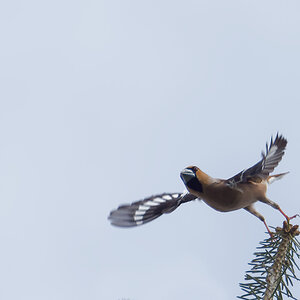 N4183925nikon.jpg