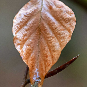 Buchenblatt alt.jpg