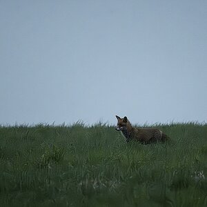 Fuchs