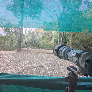2025-04-03 01 Christian Ashram Bird Hide.jpg