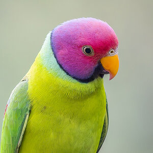 2025-04-03 21 Plum-headed Parakeet.jpg