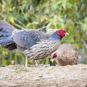 2025-04-03 30 Kalij Pheasants.jpg