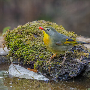 2025-04-03 41 Red-billed Leiothrix.jpg