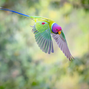 2025-04-03 50 Plum-headed Parakeet in Flight.jpg