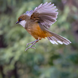 2025-04-03 113 White-throated Laughingthrush in Flight.jpg