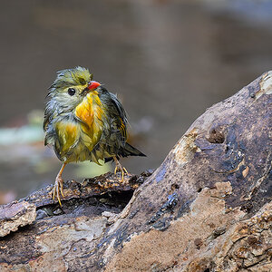 2025-04-04 100 Red-billed Leiothrix Bathing.jpg