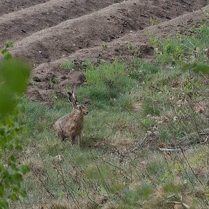 Hase 1.jpg