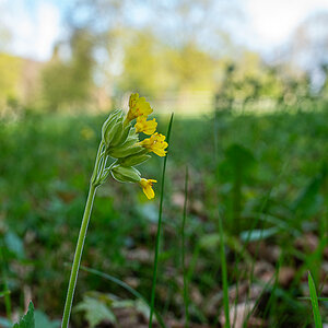 A7R03234.jpg