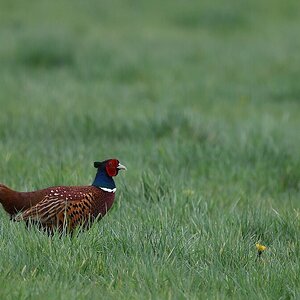 compDSC_1059.jpg
