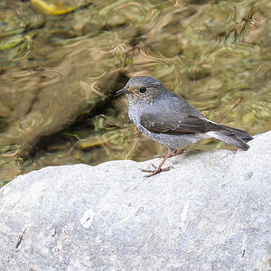 2025-04-03 184 Plumbeous Water Redstart.jpg