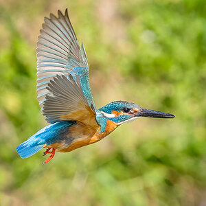 2025-04-03 189 Common Kingfisher in Flight.jpg